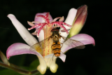 Tricyrtis 'Tojen' RCP8-10 064 with hoverfly.jpg